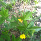 Potentilla aurea
