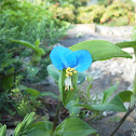 Asiatic Dayflower