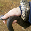 Northern Water Snake