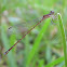 Everglades Sprite