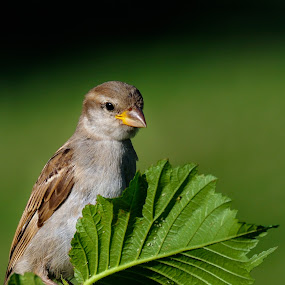 Interested by Gabriel Catalin - Animals Birds
