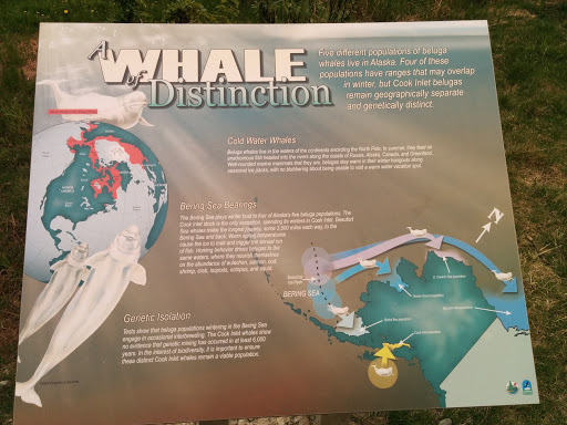 A Whale of Distinction