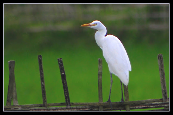 Spotting Image 1