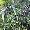 Bamboo