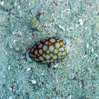 Cribrarula cribraria