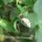 Orchard Spider