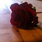 Red rose 