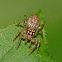Dimorphic jumper (sub-adult)