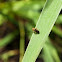 Soldier Beetle