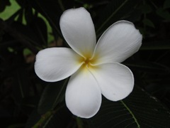 tipani