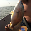 Sheephead
