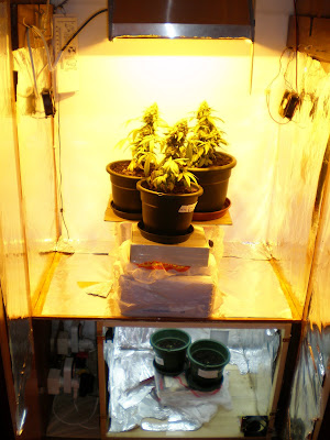 http://lh3.ggpht.com/goindoor/SQExu9v-JRI/AAAAAAAAAMk/9mT9WVLi3LM/s400/PA220015.JPG