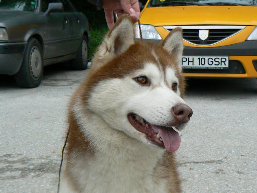 Качена снимка
