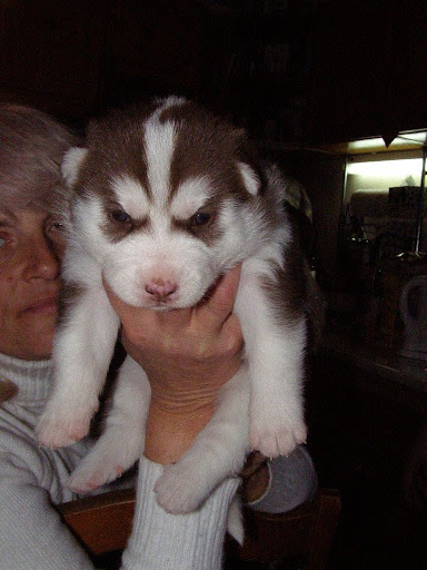 Качена снимка