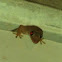 Unknown spotting