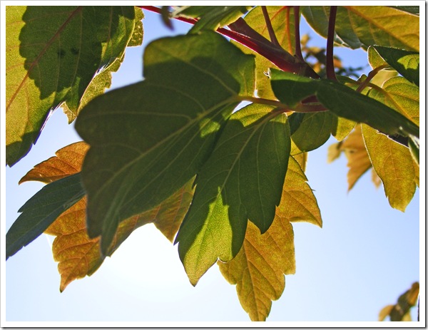 Leafy Business