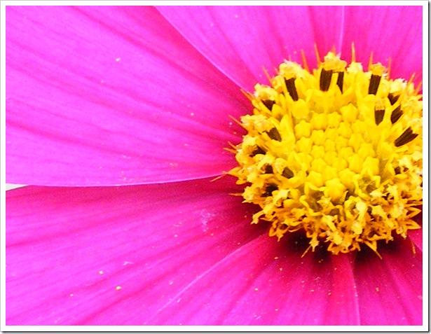 Hot Pink Flower Closeup