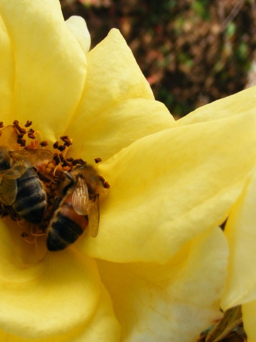 [Two Bees[5].jpg]