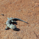 Unknown Gecko