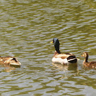 Mallard