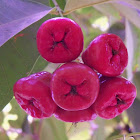 red jamun
