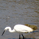 Litle Egret