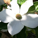 Starlight Dogwood