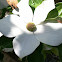 Starlight Dogwood