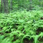 Wood fern