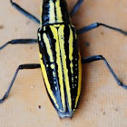 Longhorn borer