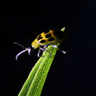 Spotted Cucumber Beetle