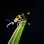 Spotted Cucumber Beetle