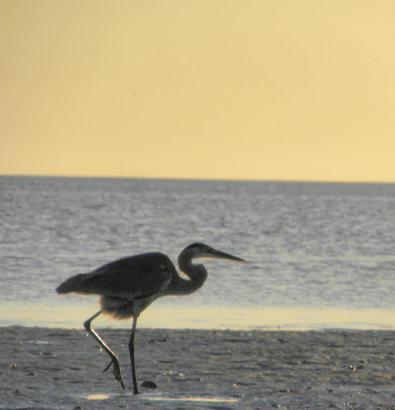 Spotting Image 1