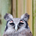 Verreaux's Eagle-Owl