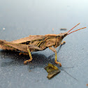 Saltamontes