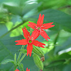 Fire Pink
