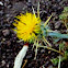 Yellow Star Thistle