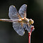 Four-Spotted Skimmer?