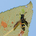 Symmorphus sp.