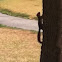 Eastern Fox Squirrel
