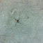 Black widow