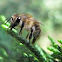 Western Honey Bee