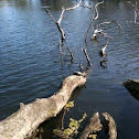 Red-eared Slider 