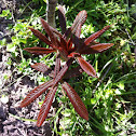 Red Buckeye