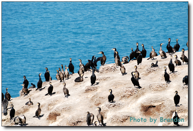 锦绣青海之 <wbr>－ <wbr>5 <wbr>鸟岛，翱翔后的停靠