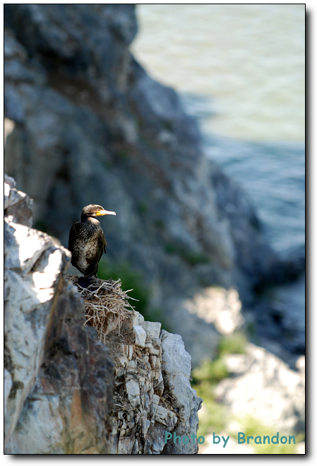 锦绣青海之 <wbr>－ <wbr>5 <wbr>鸟岛，翱翔后的停靠
