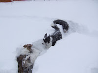 Playful pups in the snow.
