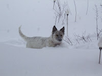Aleutia in snow. Part Deux.