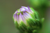 IMG_0861.JPG