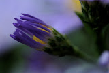 IMG_0891.JPG